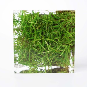 แจกันอะคริลิกเรซิ่นทรงสี่เหลี่ยมลายหญ้าสีเขียวธรรมชาติ ของตกแต่งงานฝีมือ สำหรับวันดินโลก - Product Image 2