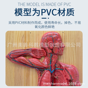 Modèle du système lymphatique Modèle du système endocrinien Modèle du système vasculaire a16011 - Product Image 3