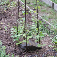 Treillis de jardin en métal en forme de parapluie, support de plante haut et antirouille, obélisque pour plantes grimpantes, fleurs, décoration extérieure de jardin