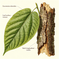 Écorce d'Eucommia Ulmoides (Eucommiae Cortex) – Matière première végétale pour tisanes, boissons, arômes, encens, savons et masques