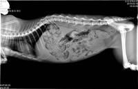 Detector de Rayos X Veterinario Iray DR de 17x17 Pulgadas, Detector de Panel Plano Digital con Cable FPD y Software para Uso Clínico