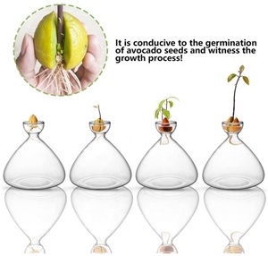 Kit per la coltivazione di avocado ecologico in offerta speciale, ciotola per la semina di avocado, vassoio in vetro e sughero per la germinazione dei <span class=keywords><strong>semi</strong></span>, contenitore trasparente per l'acqua, per la casa - Product Image 5