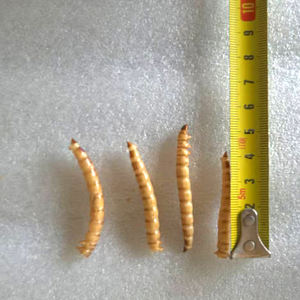 התולעת המולעת תולעת על עוף עוף ברווז עם חלבון גבוה - Product Image 6