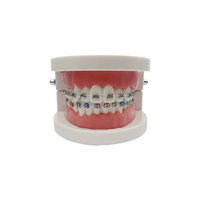YOUYA DENTAL Tipodonto Dental Modelo Anatómico de Ortodoncia MX-030 de Plástico Realista, Semi-Selpligado, Normal, para Ciencias Médicas