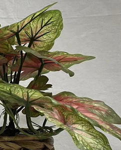 Simulation Maison Décoration Plante Rouge Gradient Feuille <span class=keywords><strong>Arum</strong></span> Famille Vert Plante Pot-149 - Product Image 3