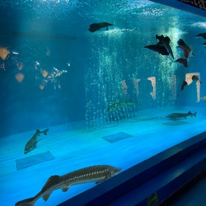 Grande acquario acquario quadrato 50mm 80mm in plastica acquario acquario acquario a parete - Product Image 6