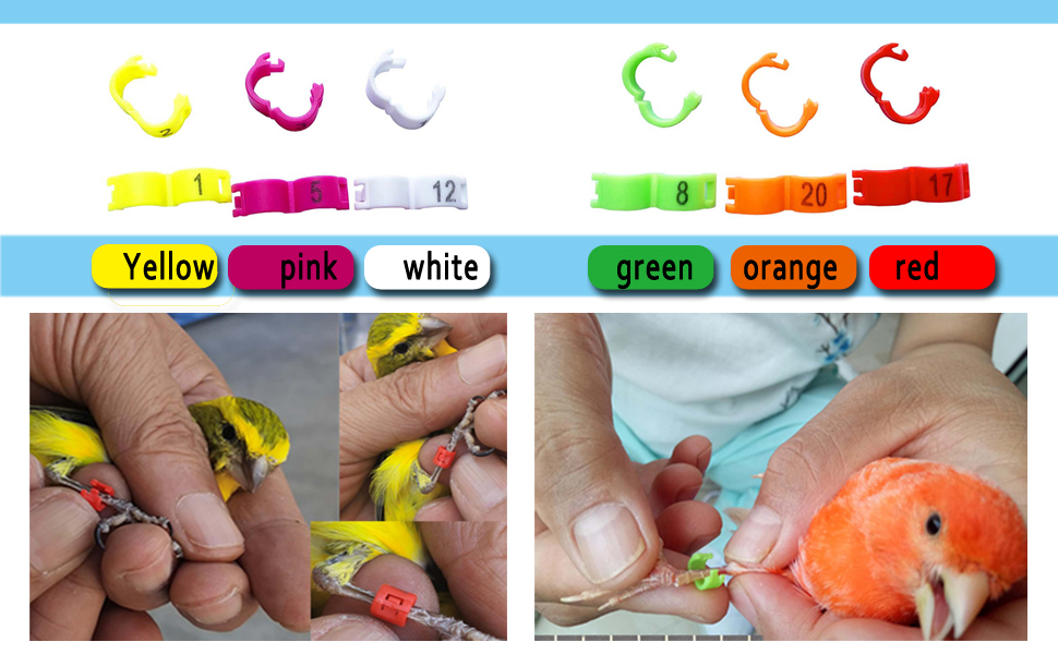 chicken leg bands 18mm