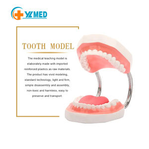 Modello Dentale Didattico con Ingrandimento 6x, Forniture Odontoiatriche, Protesi Linguale Senza Giunture con 28 Denti - Product Image 2