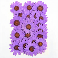 Fleurs de marguerite blanches pressées, spécimens végétaux naturels pour les projets DIY des enfants et les cadeaux de festival, fleurs séchées pressées pour la résine