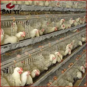 Stylos d'élevage de volaille pour élevage de poulet, Cages à domicile