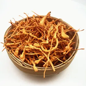 Fabricante seca fúngico cultivado cordyceps militar