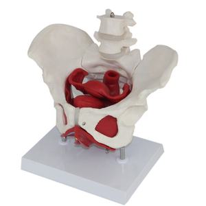 Modello Anatomico Smontabile del Bacino Femminile con Muscoli del Pavimento Pelvico e Modello Lombare - Product Image 3