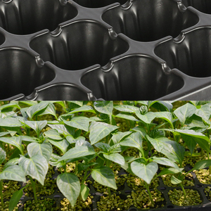 Plateau de <span class=keywords><strong>semis</strong></span> en plastique à 98 alvéoles pour serre, pépinière, boîte à <span class=keywords><strong>semis</strong></span> en PS pour l'agriculture, ferme, plantes de poivron, tomates, propagation de boutures - Product Image 5