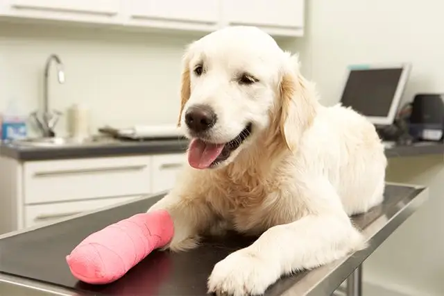 Özelleştirilmiş OEM çok amaçlı kendinden yapışkanlı Vet Wrap köpekler için/atlar olmayan dokuma yapışkan bandaj