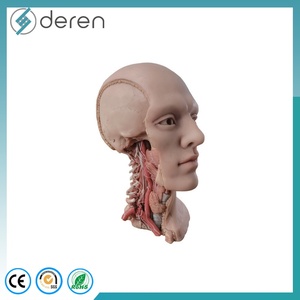 Deren DR Medical Science Head Neck <strong>Blood</strong> <strong>Vessels</strong> and Nerves Specimen Anatomical Model Soft Silicone Made in China - Product Image 3