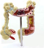 Modèle d'anatomie humaine, outil d'apprentissage de la aromathérapie, outil d'enseignement médical