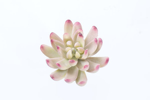 Artificial plantas suculentas de una sola pieza de alta calidad de plástico <span class=keywords><strong>planta</strong></span> real touch plantas hermosa de <span class=keywords><strong>planta</strong></span> - Product Image 5