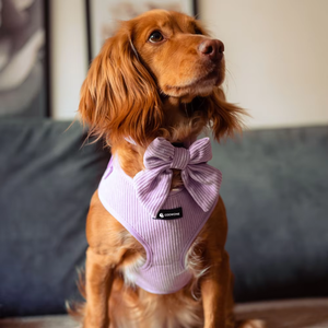 Conjunto de arnés de lujo para perros de PANA con logotipo personalizado, bolsa para caca, bandolera para caminar, sin tirones cinturón ajustable, arnés para mascotas, conjunto de collar con correa - Product Image 2