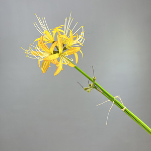 Yopin-2559 Artificielle <span class=keywords><strong>Higanbana</strong></span> <span class=keywords><strong>Fleur</strong></span> Décor À La Maison Soie Rouge Araignée Lys - Product Image 6