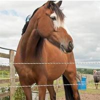 Hoogspanningsdraad voor rundvee, paarden, schapen, omheining en beveiliging van boerderijen, touw, tape, elektrische omheining, polywire, rol van 200/500m