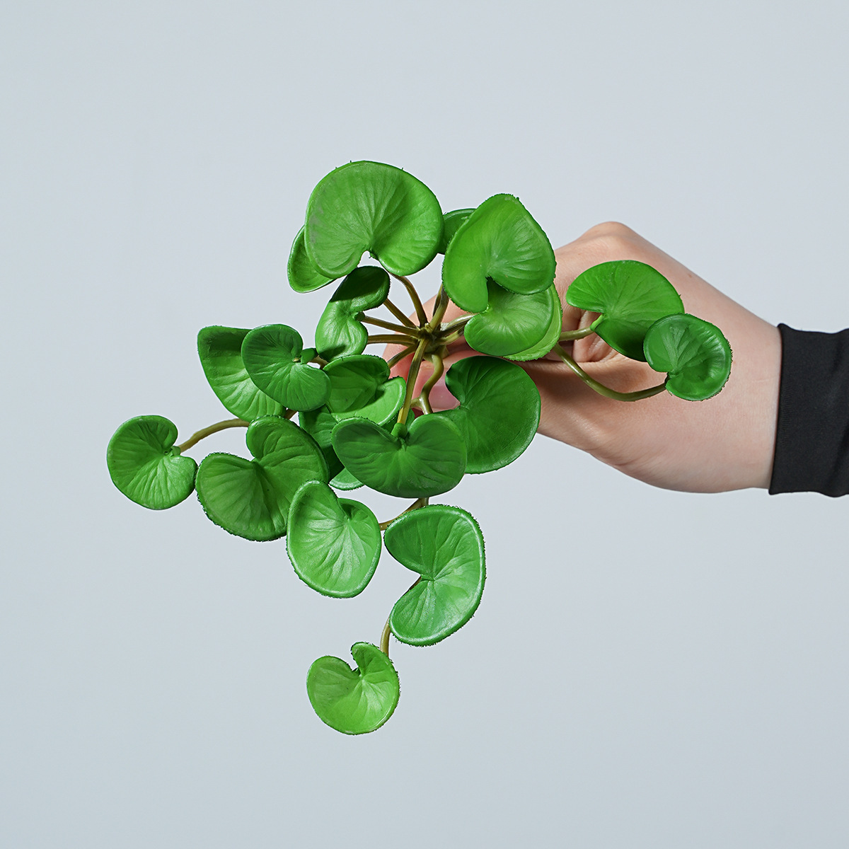 Petit paquet d'herbe à monnaie en cuivre vert
