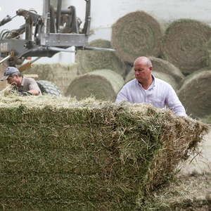 Vendedores internacionales, heno de alfalfa para caballos, ganado, cerdo, alimentación de animales, fardos/bolsas de embalaje - Product Image 6