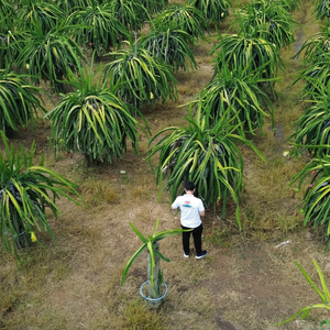 Trésor tropical: fruits du dragon frais du Vietnam pour les marchés mondiaux - Product Image 1