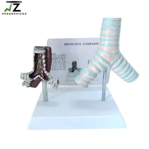 Medical Teaching Healthy and Pathological Smoking Human Trachea Bronchus Model