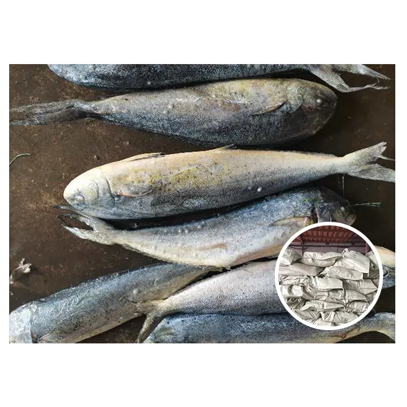 Ekspor Poissons Precio Karpet Persia Telur Ikan Beku Fisch Ikan Seluruh Putaran Umpan Mahi Mahi