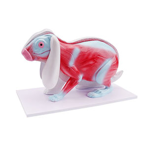 Modelo Anatômico de Coelho em Tamanho Real para Pesquisa Científica de Músculos de Animais Mammiferos - Product Image 2