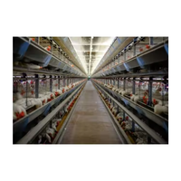 Poulailler Poulailler Poulailler Structure en acier Usine Poussin Coop Ferme Entrepôt