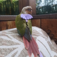 Harnais de perroquet cru pour oiseaux, entraînement facile, laisse en boucle de tête