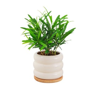 Podocarpus en Maceta, Vegetación Hidropónica, Pequeño Bambú Ciprés, Plantas de Escritorio para Oficina, Fácil Cuidado, Estilo Americano Moderno Minimalista - Product Image 5