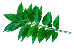 สมุนไพรธรรมชาติยอดนิยม นีม สำหรับการเกษตรแบบออร์แกนิก การใช้ในทางการแพทย์ การดูแลส่วนบุคคล และผู้ซื้อขายส่งพร้อมจำหน่ายในราคาส่งออก - Product Image 2