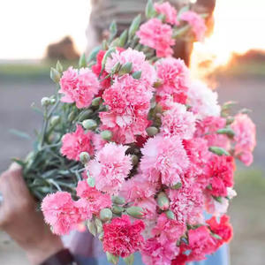 Origen del Bonsái Perenne de Clavel para Decoración de Jardín, Patio y Balcón, Resistente a la Sequía - Product Image 6