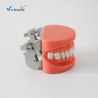 Modelo Dental de 28 Dientes Removibles con Encía Dura, Articulador FE para Entrenamiento de Dentistas, Cirugía Oral, CE ISO ROHS CNAS