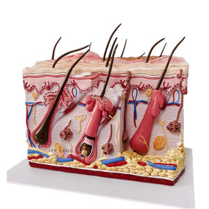 Science médicale modèle de peau anatomique modèle de structure de peau d'anatomie d'éducation élargie - Product Image 2