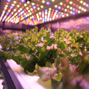 ONEONE Máquina de Plantación de Semillas de Hierba para Cultivo de Hierba, Tipo Contenedor Grande, Control de Ambiente de Cultivo Hidropónico - Product Image 6