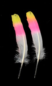 Nhuộm Màu Xanh Lá Cây Lông Ngỗng Cho Nghệ Thuật Thủ Công Mỹ Nghệ Tự Làm Mũ Mũ Tóc Trang Phục Phụ Kiện Lễ Hội Đảng Đám Cưới Nhà Halloween Trang Trí Nội Thất - Product Image 5