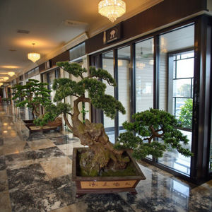 Vente en gros de 70cm de haut pin noir en fibre de verre Bonsaï d'intérieur Mini Bonsaï artificiel à vendre - Product Image 5