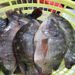 Nuevo atrapar negro Tilapia congelado carne - Product Image 2