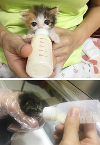 ORIENPET & OASISPET Biberón para Mascotas 50ml 3 piezas/juego, Juego de Biberones para Cuidado Veterinario al por Mayor, Productos para el Cuidado de Mascotas NT9001 en Existencia - Product Image 5