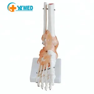 Tıbbi öğretim gösteri insan anatomisi kemik ayak kemik modeli ayak eklem kemik modeli