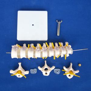 Modèle de vertèbre thoracique, colonne vertébrale avec moelle épinière et simulateur de nerfs Structure osseuse enseignement fantôme médical - Product Image 3