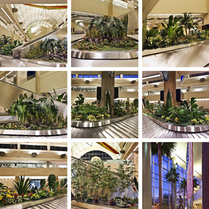 Chúng tôi đã làm một dịch vụ Thương mại sân bay Nội thất cảnh quan trang trí với cây cọ lớn được bảo quản tre lau sậy cây nhiệt đới cypres - Product Image 2