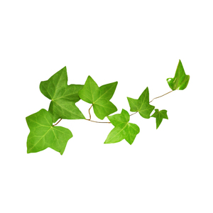 Extracto de hoja de hiedra de alta calidad de Healthway Supply 10:1 polvo de extracto de hoja de hiedra - Product Image 3