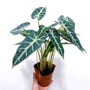 Tanaman Hijau Buatan KH Outdoor Custom ft, Daun Sea <span class=keywords><strong>Taro</strong></span> Palsu untuk Dekorasi Rumah dan Hotel - Product Image 5