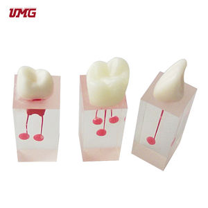 Modelo de raíz transparente con corona dental aplicado a la apertura de la pulpa y al llenado de la raíz dental - Product Image 5