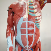 Modelo de Anatomía Humana, Figura Muscular Humana, Modelo del Sistema Muscular