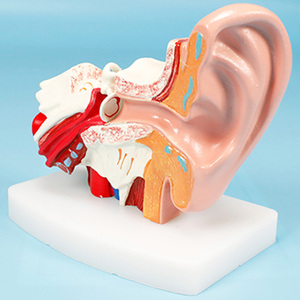 Mô hình tai giữa giải phẫu BIX-A1058 cho thấy tất cả các cấu trúc chính liên quan đến thính giác và cân bằng - Product Image 3